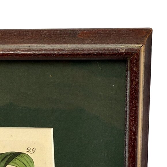 Framed Botanical Print Vintage Art Print 12.25" High White Flower - Picture 6 of 15